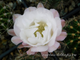 Echinopsis hybrid `Андромеда` x Echinopsis hybrid `Персей` - 5 семян