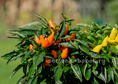 Перец острый Сальса Оранжевая (Salsa Orange), 10 шт