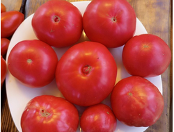 Томат Минусинское искушение (Minusinsk's temptation)