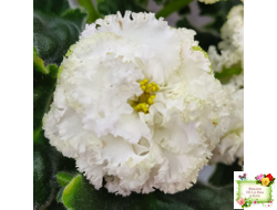 ЕК-Изумрудные Розы (Е.Коршунова) 2018 г.