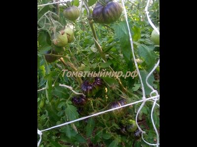 Томат Бифштекс Марши (Marsha's Starfighter Beefsteak)