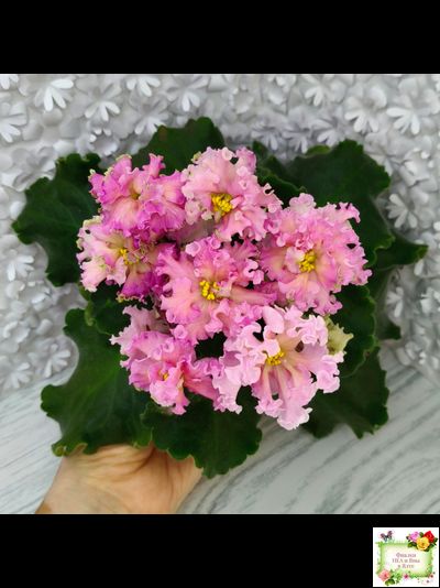 ЕК-Линжери (Е. Коршунова) 2021 г.