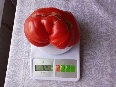 Томат Хоумстед (Homestead)