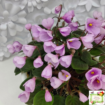 Flashy Trail (H.Pittman) TX Hyb трейлер