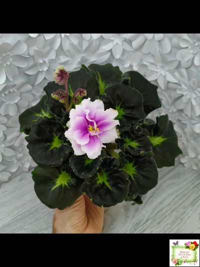 Р-Дурман Любви (В. Зуб) 2022 г. (стартер)