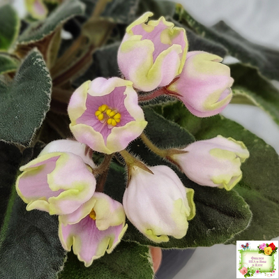 ЛЕ-Ландыши (Е. Лебецкая) 2020 г. (пестролистный лонг)