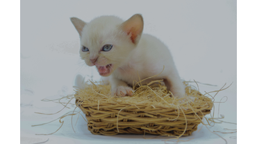 Кошечка шоколадного окраса