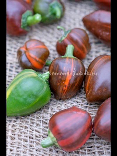 Перец сладкий Madame Paraplü (Мадам Параплю), 10 шт