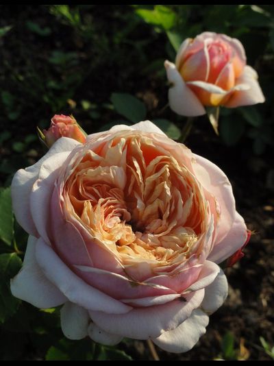 Шарль де Нерво (Charles de Nervaux)