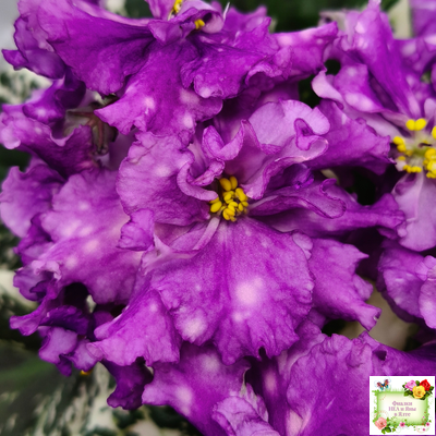 ВаТ-Шоколадное Настроение (Т. Валькова) 2019 г.