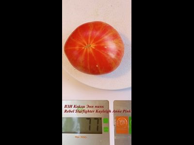 Томат Восставший Звездный Истребитель Кэйли Энн Пинк (Rebel Starfighter Kayleigh Anne Pink)