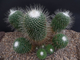 Mammillaria spinosissima cv. Uno Pico