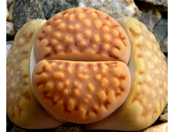 Lithops julii (Литопс Юлиуса)