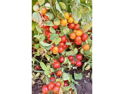 Томат Принц Баяя (Prince Bajaja)