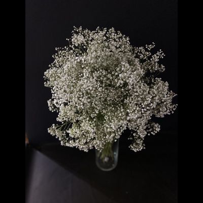 Гипсофила белая 25 шт