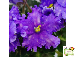 Nik-Звезды над Фиджи (Н. Булко) 2024 г.