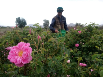 Роза дамасская (Rosa damascena), Иран, урожай 2024г,  1 г - 100% натуральное эфирное масло