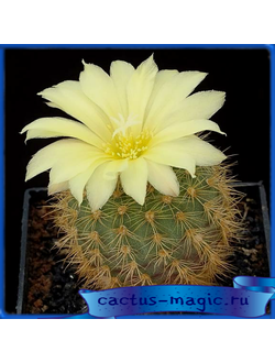 Frailea phaeacantha v. heliosa SCHL.521