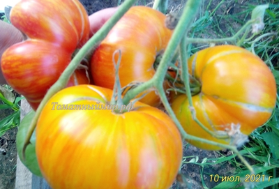 Томат Король красоты (Beauty King)