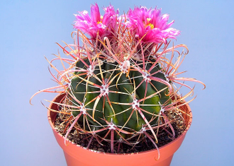 Ferocactus fordii SB1244 - 5 семян