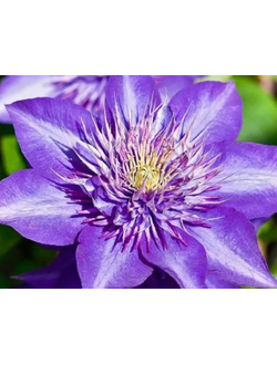Клематис   Multi Blue (Мульти Блю) , контейнер р9
