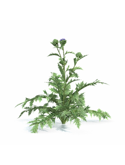 рассада Артишок посевной 2