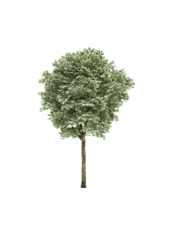 лиственные Ясень