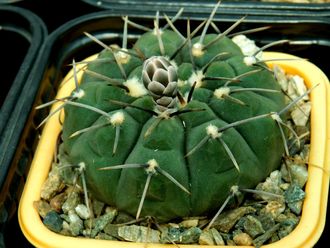 Gymnocalycium riojense ssp.paucispinum VG-347a (D=35-45 mm)