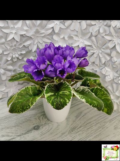 КНН-Крокус (Н. Куриленко) 2022 г. (лист с детками посажен 23.07.25)