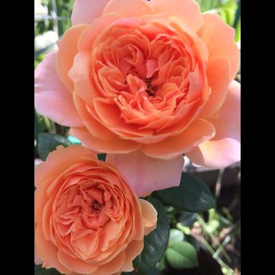 Гретс Джой (Gret's Joy)