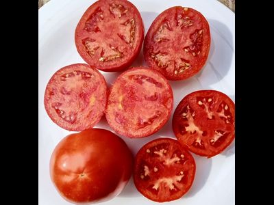 Томат Штамбовый крупноплодный