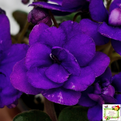 Sterling Trinket (E. Champion) (лист посажен 30.01.26)