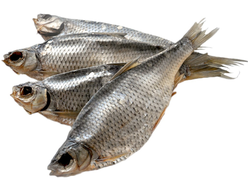 Плотва (вяленая) КРУПНАЯ отборная