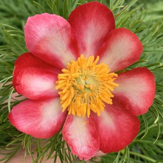 Paeonia tenuifolia &quot;Пятигорск&quot;