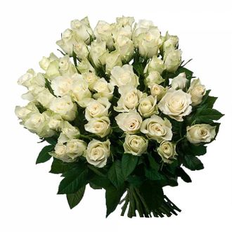 роза белая 51 шт
