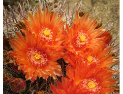 Ferocactus wislizenii ZJ 896a - 5 семян