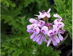 Герань розовая (Pelargonium graveolens) Россия, 5 мл - 100% натуральное эфирное масло