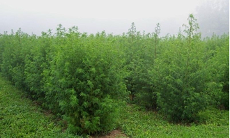 Полынь однолетняя (Artemisia annua) (10 мл) - 100% натуральное эфирное масло