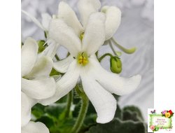 Lunar Lily white (селекционер неизвестен) (лист укоренённый)