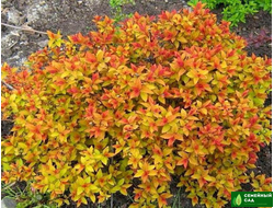 Спирея японская  "Файерлайт"