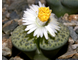 Lithops fulviceps 'Aurea' C363 - 10 семян