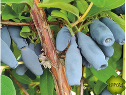 Жимолость "Фиалка" (не осыпается, ягода крупная). Саженец 3 года, дает ягоды