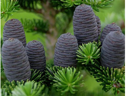 Пихта белокорая (Abies nephrolepis) 5 мл - 100% натуральное эфирное масло