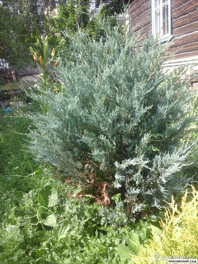 Можжевельник Моффат Блю - Moffat Blue