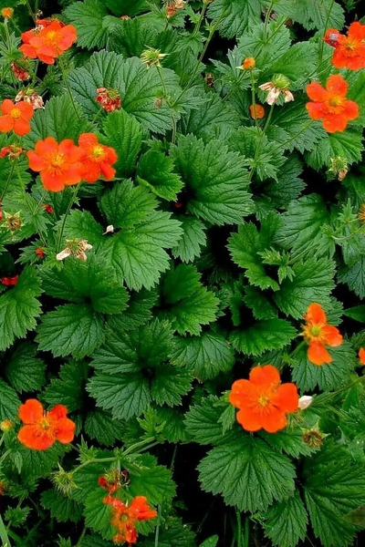 Гравилат в ассортименте