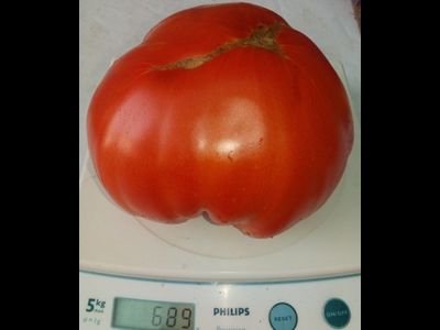 Томат Клара (Klara, Испания)