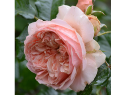 Масора (Masora) японская роза