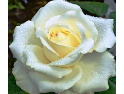 Роза Маруся (Maroussia) ОКС, Россия