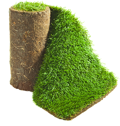 Рулонный газон "Премиум"