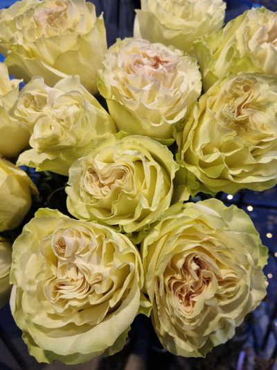 Роза Эквадор 90 см 15 шт